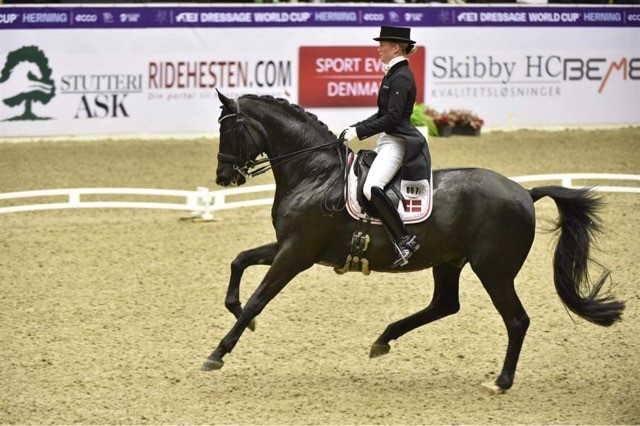 Giowanni e. Chapmann 
Michaels første Grand Prix hest. Solgt til OL rytter Gerda Lehmann.