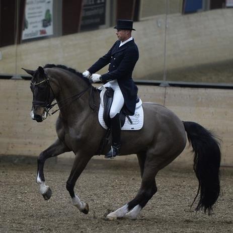 Dybdalsgård's Margerit blev uddannet til Grand Prix og solgt til ungrytter.